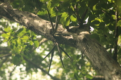 Trichocentrum brachyphyllum