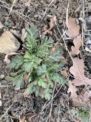 Geum