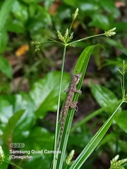 Anolis aeneus