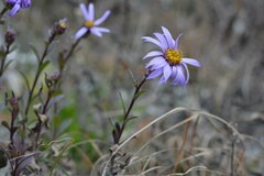 Aster amellus