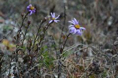 Aster amellus