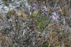 Aster amellus