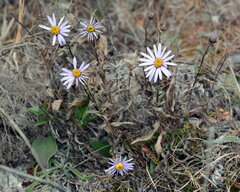 Aster amellus