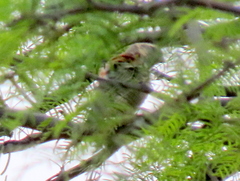 Passer melanurus melanurus
