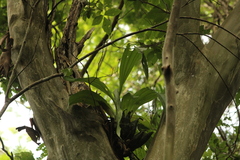 Catasetinae