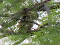 Passer melanurus melanurus