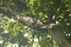 Trichocentrum brachyphyllum