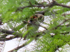 Passer melanurus melanurus