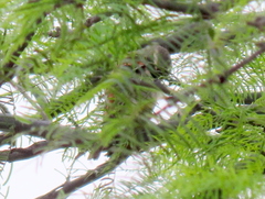 Passer melanurus melanurus