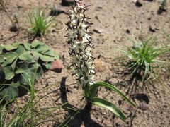 Wurmbea spicata