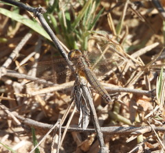 Crocothemis erythraea