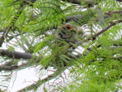 Passer melanurus melanurus