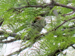 Passer melanurus melanurus