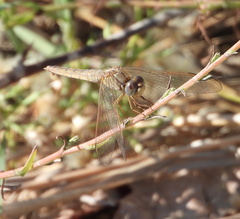 Crocothemis erythraea