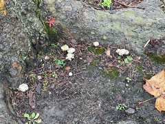 Agaricus arvensis