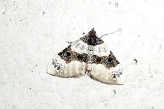 Cosmorhoe ocellata