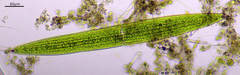 Closterium acerosum