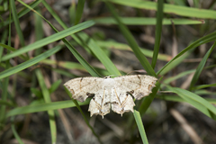 Dysaethria flavistriga