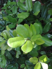 Pimenta racemosa