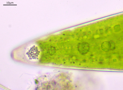 Closterium acerosum