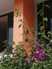 Campylorhynchus gularis