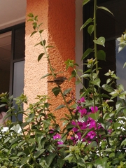 Campylorhynchus gularis