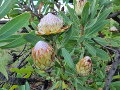Protea caffra caffra