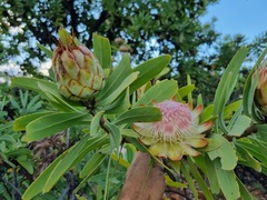 Protea caffra caffra
