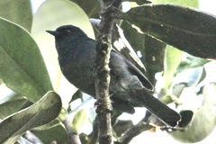 Diglossa caerulescens