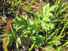 Pelargonium wuppertalense