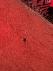 Novius cardinalis
