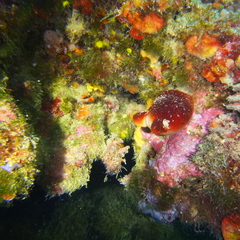 Halocynthia papillosa