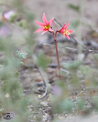 Zephyranthes advena