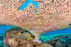 Pygoplites diacanthus