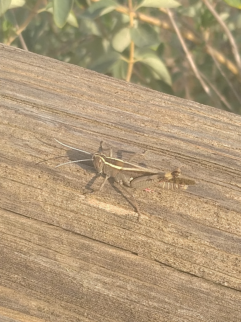 Heteracris littoralis