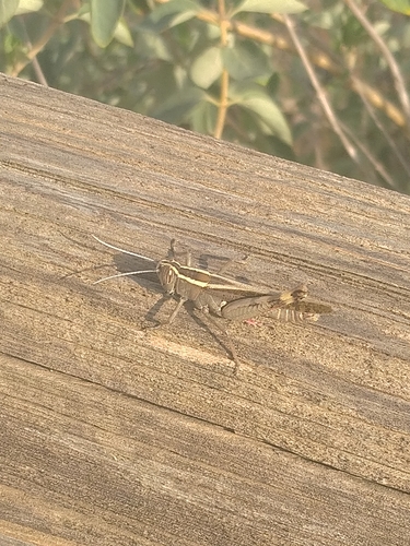 Heteracris littoralis