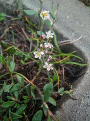 Polygonum equisetiforme