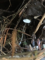 Marasmiellus