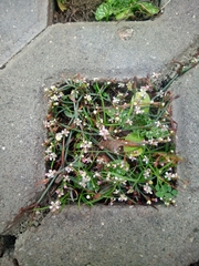 Polygonum equisetiforme