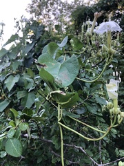 Ipomoea macdonaldii