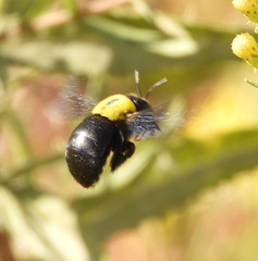 Xylocopa pubescens