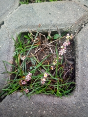 Polygonum equisetiforme