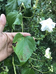 Ipomoea macdonaldii