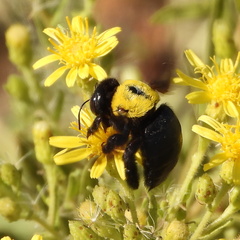 Xylocopa pubescens