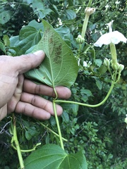 Ipomoea macdonaldii