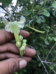Ipomoea macdonaldii