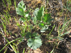 Pelargonium wuppertalense