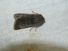 Orthosia populeti
