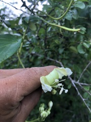 Ipomoea macdonaldii