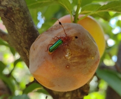 Compsocerus violaceus